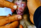 When a Mother Monkey Mourns: Understanding the Depth of Animal Grief