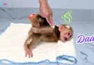 Gone Too Soon: Honoring the Short Life and Lasting Impact of a Baby Monkey Lost to Nature’s Fragility