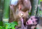 From Play to Purpose: The Developmental Journey of Baby Monkeys