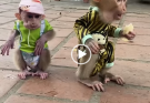 Tiny Tails, Big Lessons: Inside the World of Playful Baby Monkeys