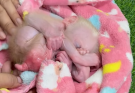 Born to Play: The Vital Role of Play in Baby Monkey Development