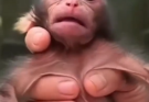Exactly Born to Play: The Vital Role of Play in Baby Monkey Development