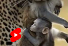 Building a Baby Monkey Friendly World: Compassionate Care, Ethical Action, and a Vision for Primate Protection