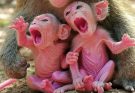 More Than a Loss: What a Baby Monkey’s Death Teaches Us About Life and Nature