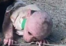 A Kinder World for Baby Monkeys: Compassionate Care, Ethical Conservation, and the Future of Primate Protection